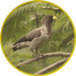 Ghana Birds 2016-20