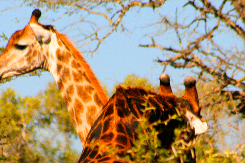 Billos Safaris Kruger May 06