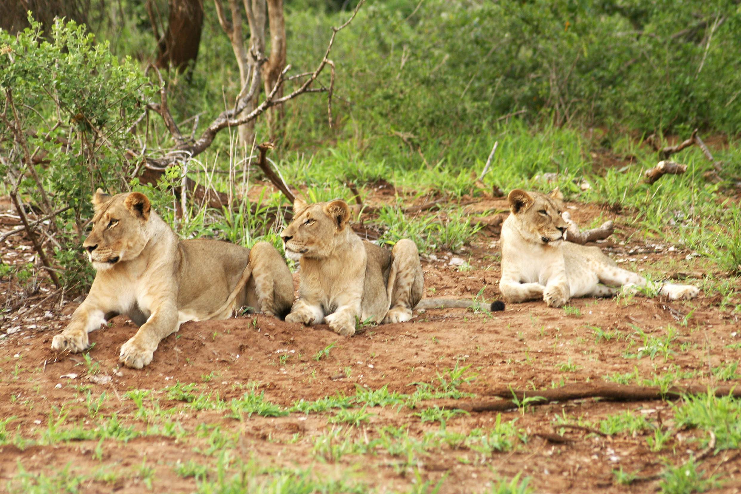 Billos Safaris Lions