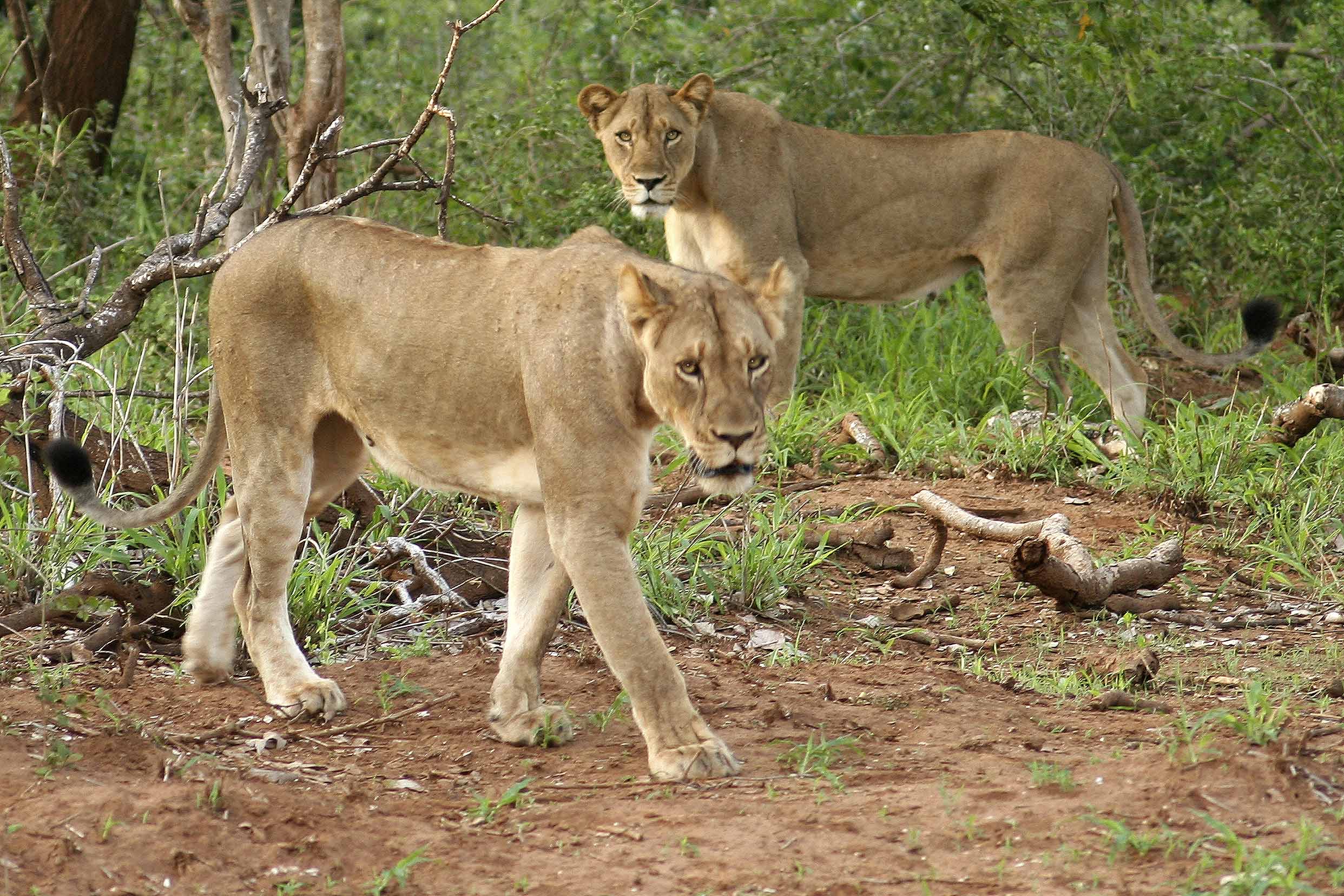 Billos Safaris Lions