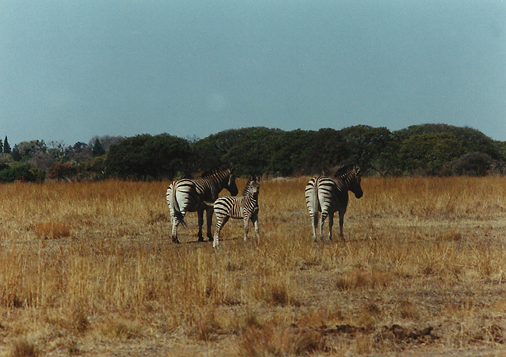  Billos Safaris Zimbabwe Z1003