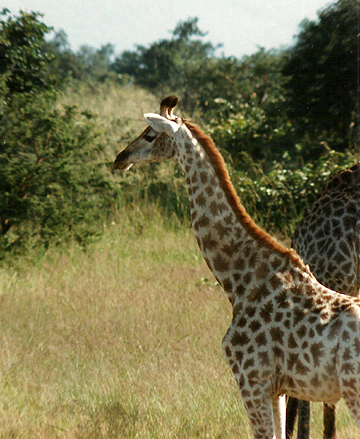  Billos Safaris Zimbabwe Z1015