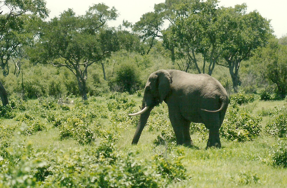 Billos Safari Zimbabwe Z10a02