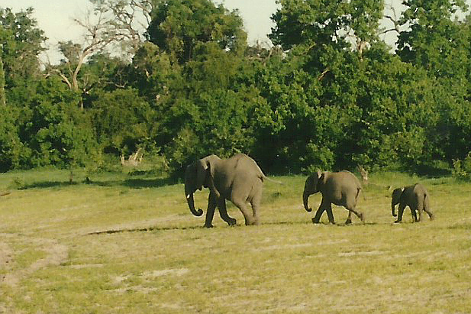 Billos Safari Zimbabwe Z10a08