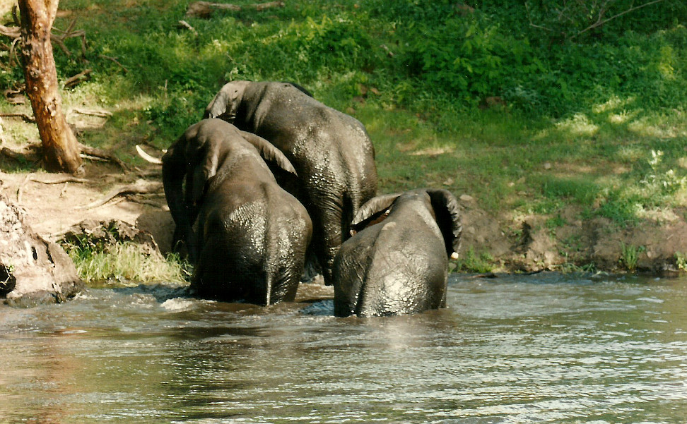 Billos Safari Zimbabwe Z10b02