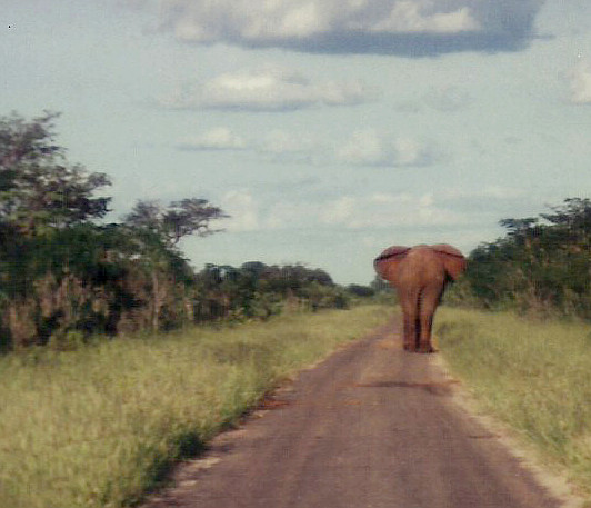 Billos Safari Zimbabwe Z11a0z