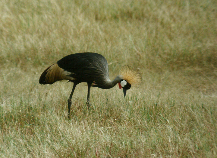  Billos Safaris Zimbabwe Z1a002