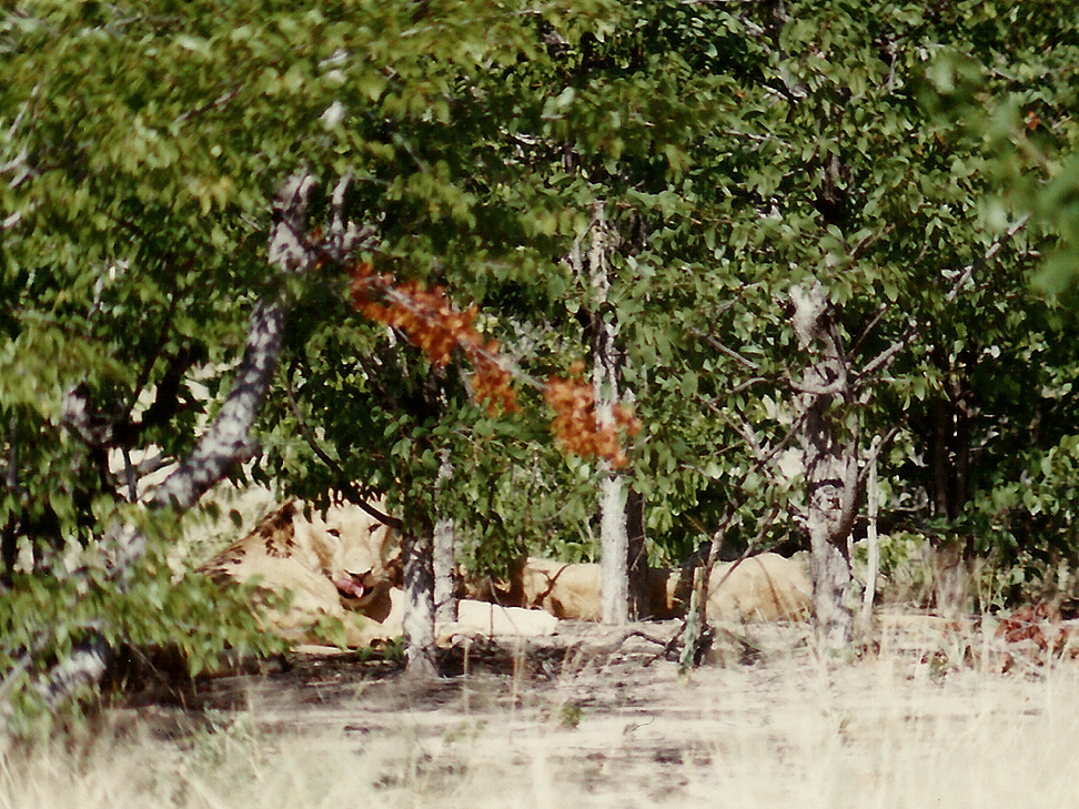  Billos Safaris Zimbabwe Z1a004