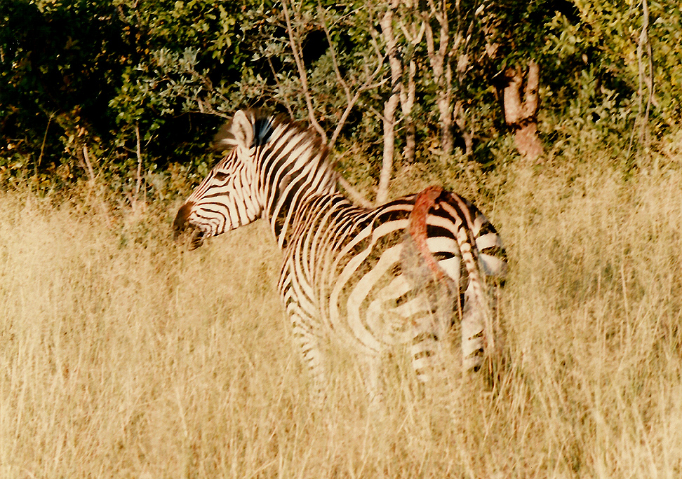 Billos Safari Zimbabwe Z4006
