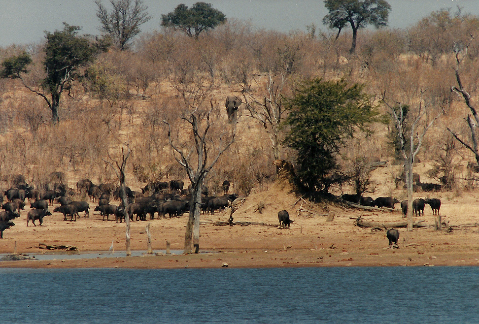 Billos Safari Zimbabwe Z5008