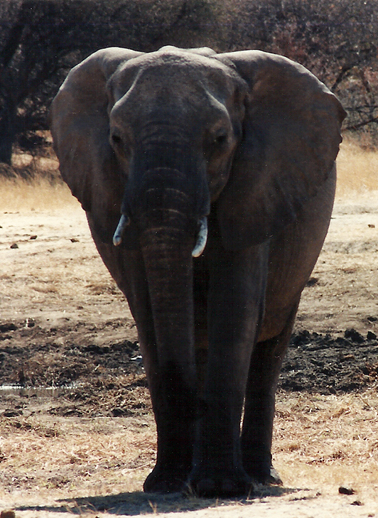 Billos Safari Zimbabwe Z5009
