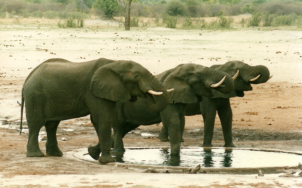  Billos Safaris Zimbabwe Z5a006