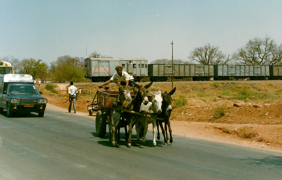 Billos Safari Zimbabwe Z8003